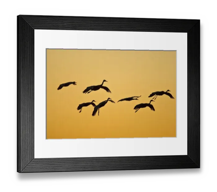 Framed Print : Sandhill Crane (Grus canadensis) landing at sunset, New Mexico Framed Print : Sandhill Crane (Grus canadensis) landing at sunset, New Mexico