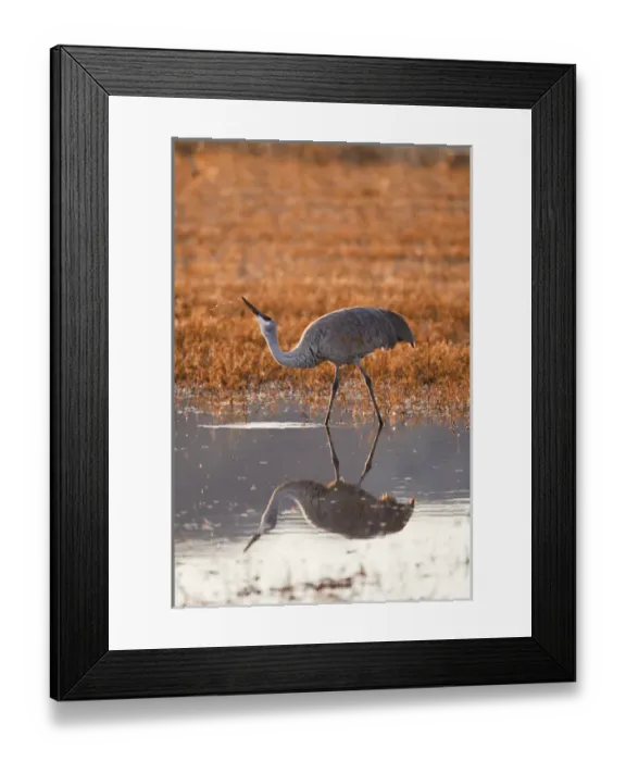 Framed Print : Sandhill Crane (Grus canadensis) drinking, New Mexico