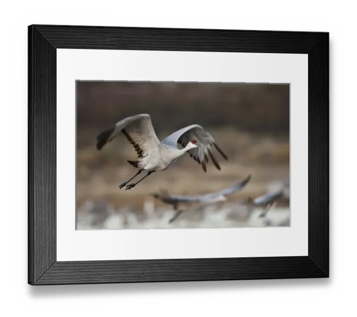 Framed Print : Sandhill Crane (Grus canadensis) flying from roost, New Mexico Framed Print : Sandhill Crane (Grus canadensis) flying from roost, New Mexico