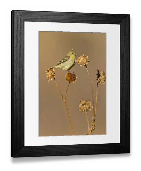 Framed Print : American Goldfinch (Spinus tristis) feeding on wild sunflower seeds, New Mexico Framed Print : American Goldfinch (Spinus tristis) feeding on wild sunflower seeds, New Mexico