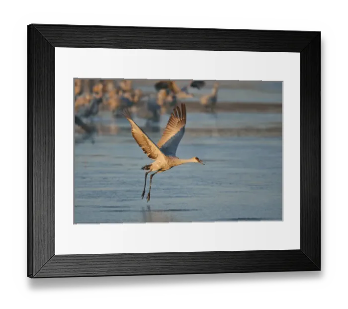 Framed Print : Sandhill Crane (Grus canadensis) flying from roost, New Mexico