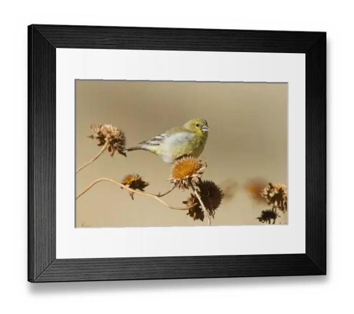 Framed Print : American Goldfinch (Spinus tristis) feeding on wild sunflower seeds, New Mexico
