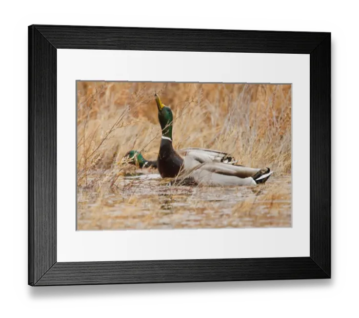 Framed Print : Mallard (Anas platyrhynchos) feeding in marsh Framed Print : Mallard (Anas platyrhynchos) feeding in marsh