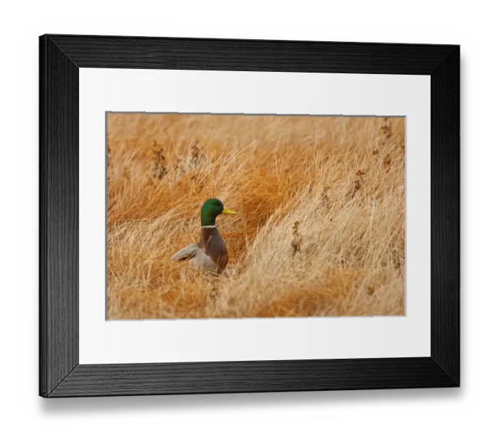 Framed Print : Mallard (Anas platyrhynchos) feeding in marsh Framed Print : Mallard (Anas platyrhynchos) feeding in marsh