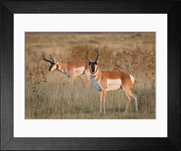 Framed Print : Pronghorn (Antilocapra americana) males in grassland Framed Print : Pronghorn (Antilocapra americana) males in grassland