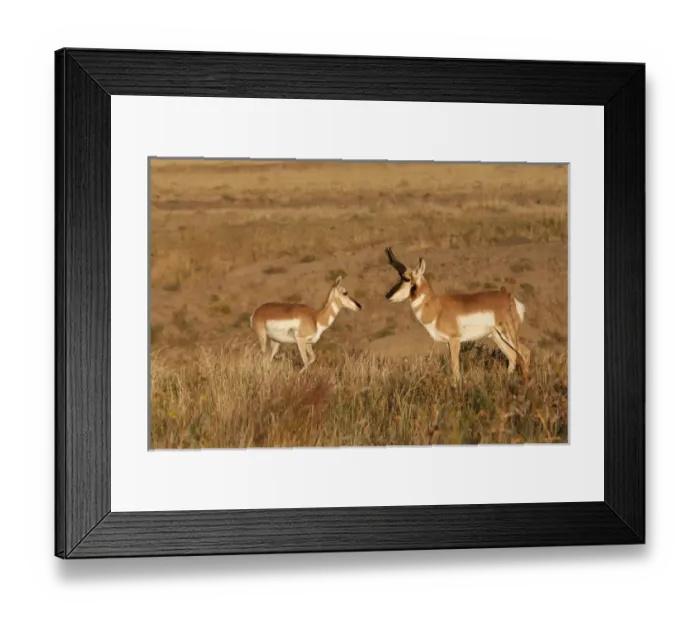Framed Print : Pronghorn (Antilocapra americana) female and male in mating season Framed Print : Pronghorn (Antilocapra americana) female and male in mating season