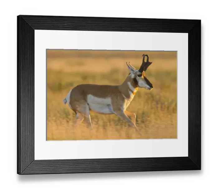 Framed Print : Pronghorn (Antilocapra americana) buck in prairie grass Framed Print : Pronghorn (Antilocapra americana) buck in prairie grass