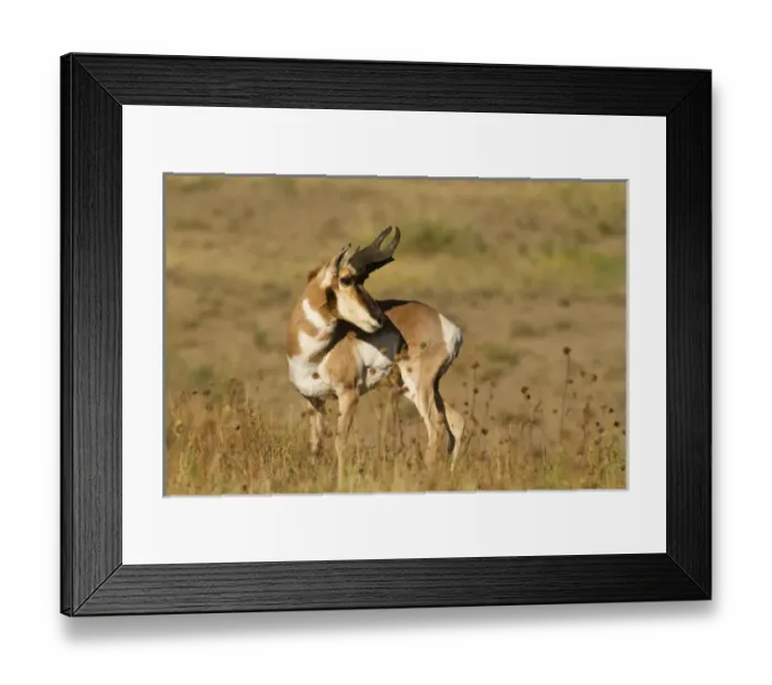 Framed Print : Pronghorn (Antilocapra americana) in prairie habitat Framed Print : Pronghorn (Antilocapra americana) in prairie habitat