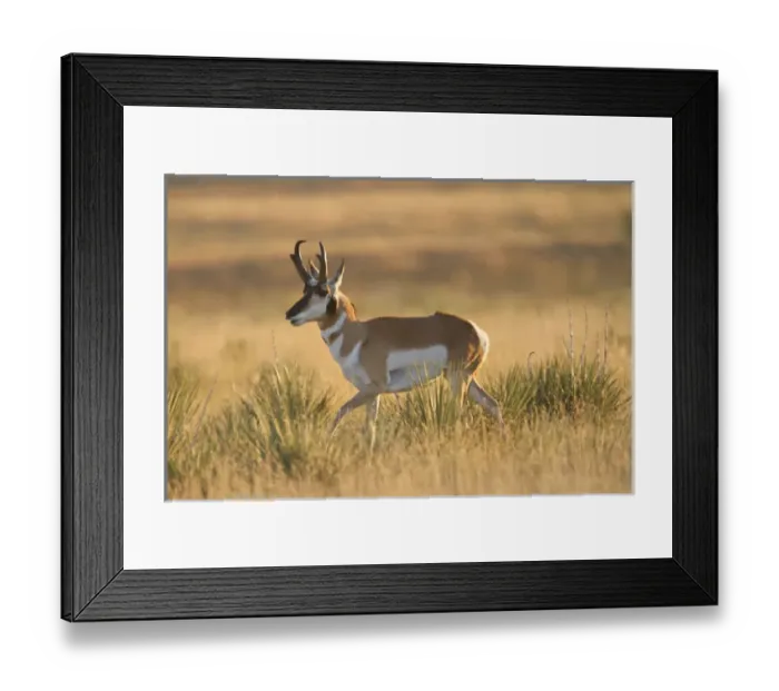 Framed Print : Pronghorn (Antilocapra americana) buck in prairie grass
