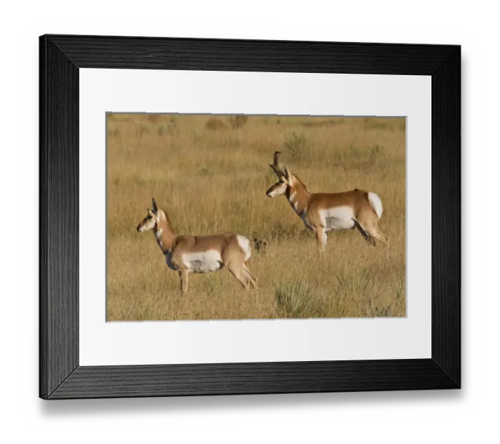 Framed Print : Pronghorn (Antilocapra americana) pair in mating season Framed Print : Pronghorn (Antilocapra americana) pair in mating season