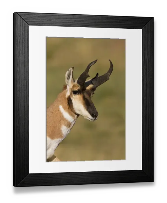 Framed Print : Pronghorn (Antilocapra americana) in prairie habitat Framed Print : Pronghorn (Antilocapra americana) in prairie habitat