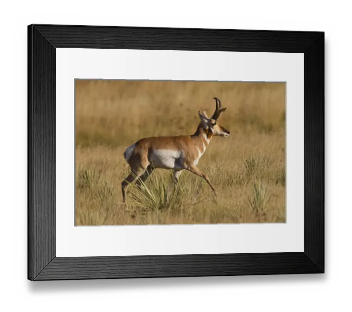 Framed Print : Pronghorn (Antilocapra americana) running through prairie grass Framed Print : Pronghorn (Antilocapra americana) running through prairie grass