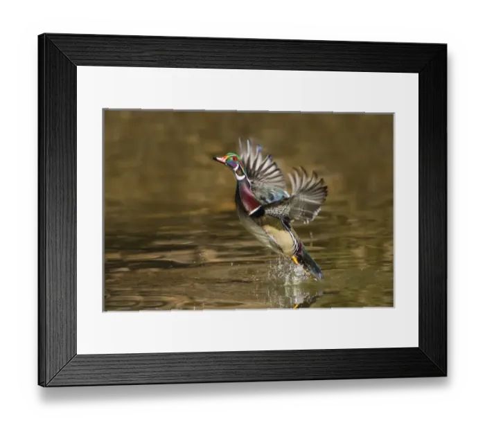 Framed Print : Wood Duck (Aix sponsa) male takeoff from river Framed Print : Wood Duck (Aix sponsa) male takeoff from river