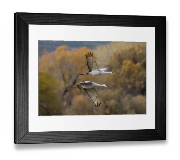 Framed Print : Sandhill Cranes (Grus canadensis) pair in flight Framed Print : Sandhill Cranes (Grus canadensis) pair in flight