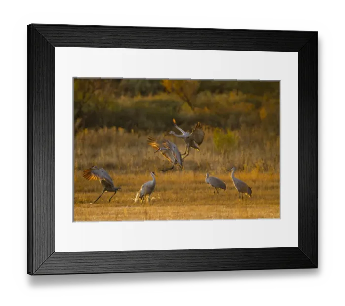 Framed Print : Sandhill Cranes (Grus canadensis) landing at roosting marsh Framed Print : Sandhill Cranes (Grus canadensis) landing at roosting marsh