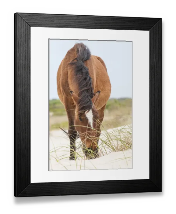 Framed Print : Wild mustangs or banker horses (Equus ferus caballus) in Currituck National Wildlife Refuge Framed Print : Wild mustangs or banker horses (Equus ferus caballus) in Currituck National Wildlife Refuge