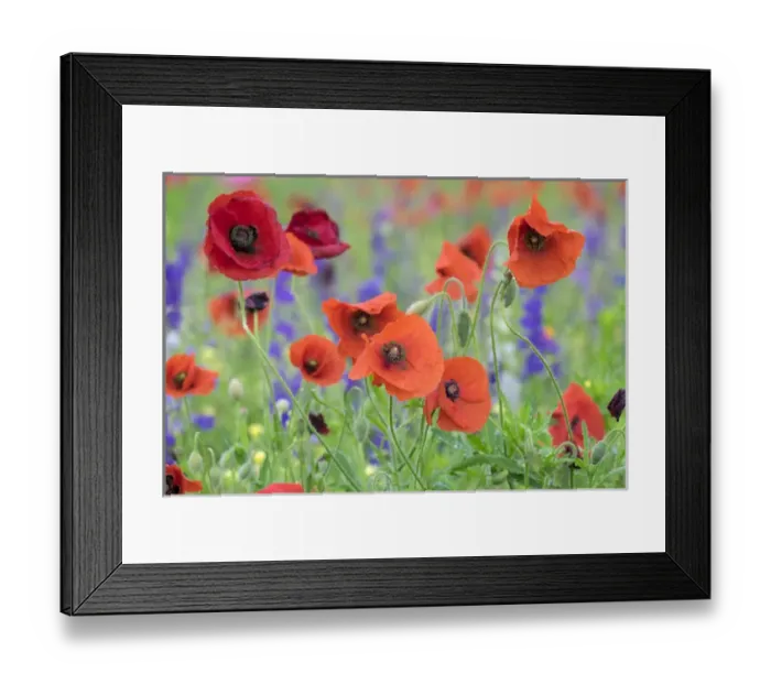 Framed Print : Poppy field, Mount Olive, North Carolina, USA