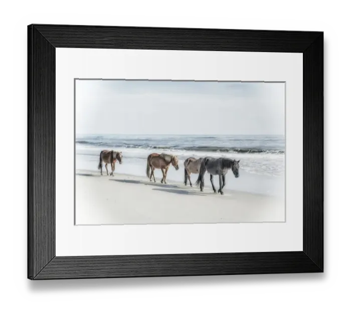 Framed Print : A group of wild Spanish Mustangs of Corolla walking along the beach