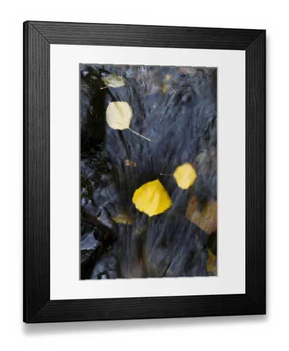 Framed Print : Quaking aspen leaves in the south Ponil Creek on Baldy mountain in the Rocky mountains Framed Print : Quaking aspen leaves in the south Ponil Creek on Baldy mountain in the Rocky mountains