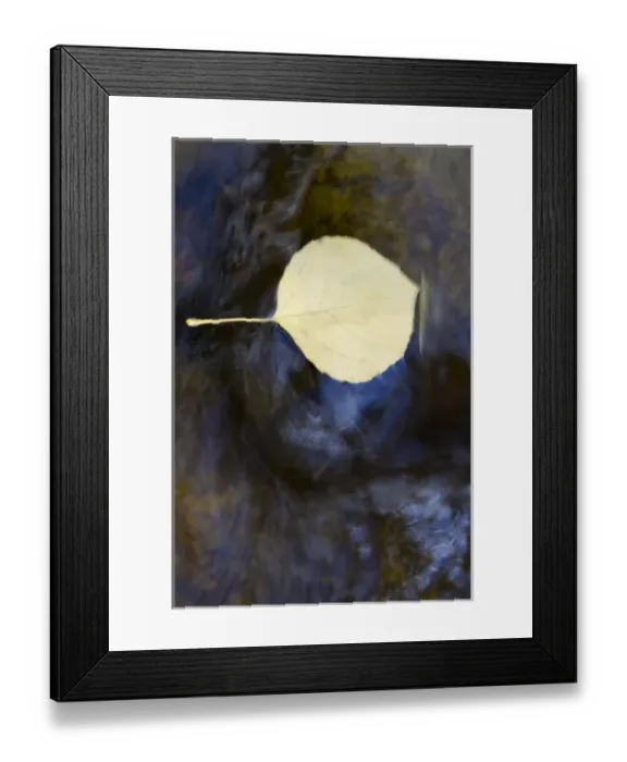 Framed Print : Quaking aspen leaves in the south Ponil Creek on Baldy mountain in the Rocky mountains