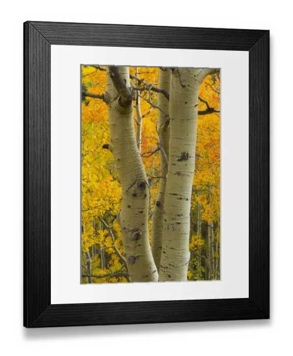 Framed Print : Quaking aspen in full color, Populus tremuloides, New Mexico Rocky mountains Framed Print : Quaking aspen in full color, Populus tremuloides, New Mexico Rocky mountains