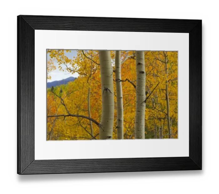 Framed Print : Quaking aspen in full color, Populus tremuloides, New Mexico Rocky mountains Framed Print : Quaking aspen in full color, Populus tremuloides, New Mexico Rocky mountains