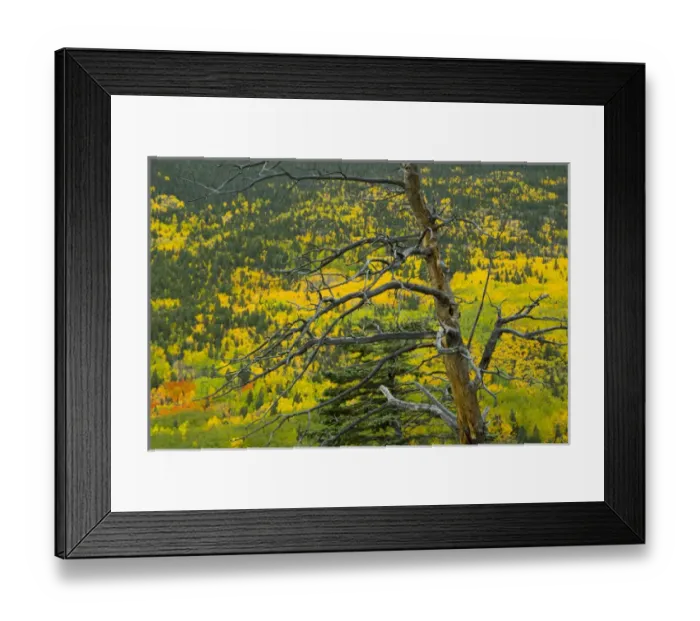 Framed Print : Old ponderosa stag against the fall color in the New Mexico Rocky mountains Framed Print : Old ponderosa stag against the fall color in the New Mexico Rocky mountains