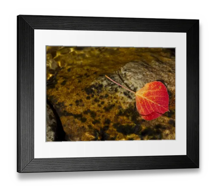 Framed Print : Quaking aspen leaf in fall colors in the south Ponil Creek on Baldy mountain in