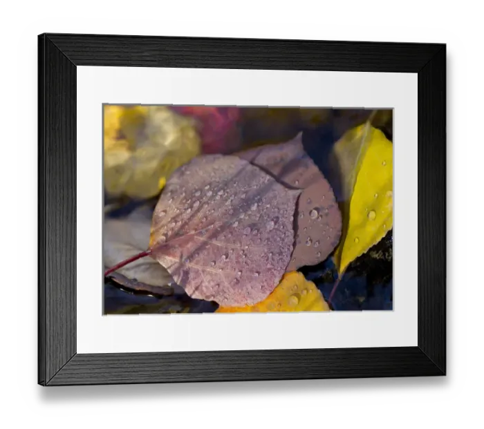 Framed Print : Quaking aspen leaves in the south Ponil Creek on Baldy mountain in the Rocky mountains Framed Print : Quaking aspen leaves in the south Ponil Creek on Baldy mountain in the Rocky mountains