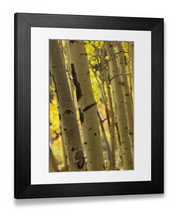 Framed Print : Quaking aspen in full color showing chewing marks from elk and other wildlife, Populus tremuloides Framed Print : Quaking aspen in full color showing chewing marks from elk and other wildlife, Populus tremuloides