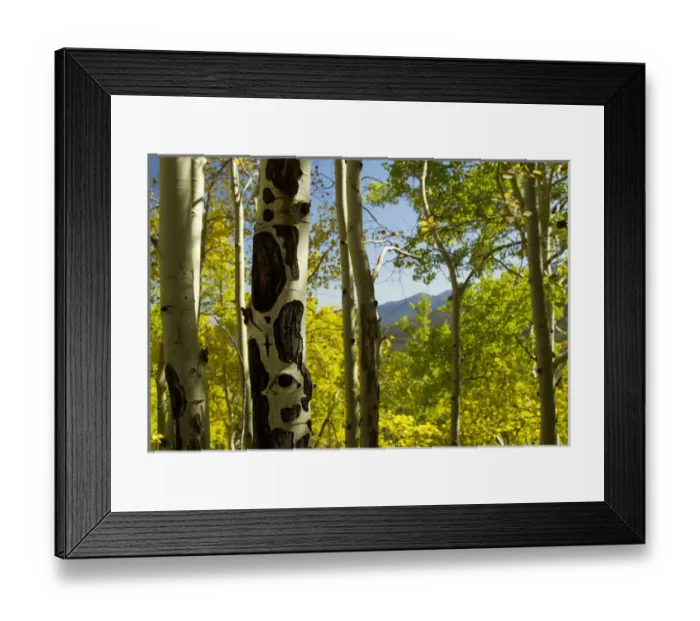 Framed Print : Quaking aspen in full color showing chewing marks from elk and other wildlife, Populus tremuloides Framed Print : Quaking aspen in full color showing chewing marks from elk and other wildlife, Populus tremuloides