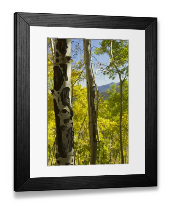 Framed Print : Quaking aspen in full color showing chewing marks from elk and other wildlife, Populus tremuloides Framed Print : Quaking aspen in full color showing chewing marks from elk and other wildlife, Populus tremuloides