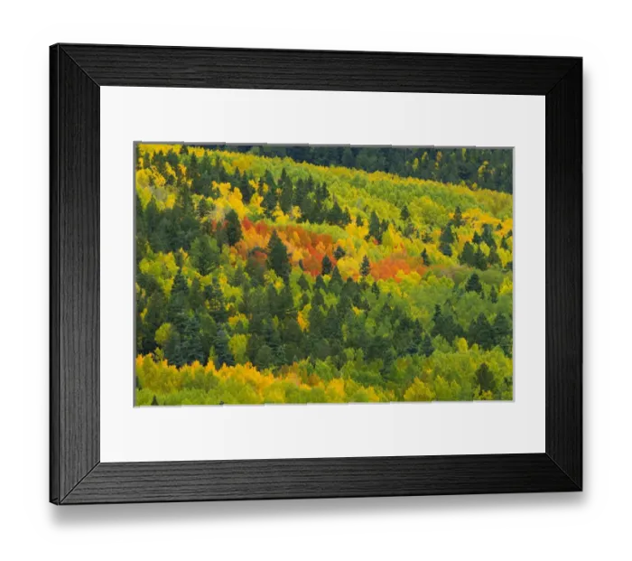 Framed Print : Quaking aspen in stages of color on Baldy mountain, Populus tremuloides, New Mexico