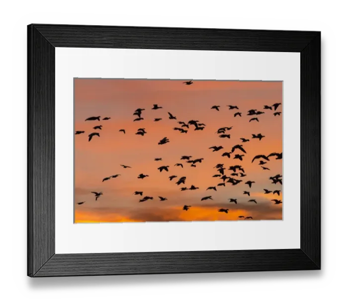 Framed Print : Geese in flight before dawn from the flight deck, Bosque del Apache NWR, New Mexico Framed Print : Geese in flight before dawn from the flight deck, Bosque del Apache NWR, New Mexico