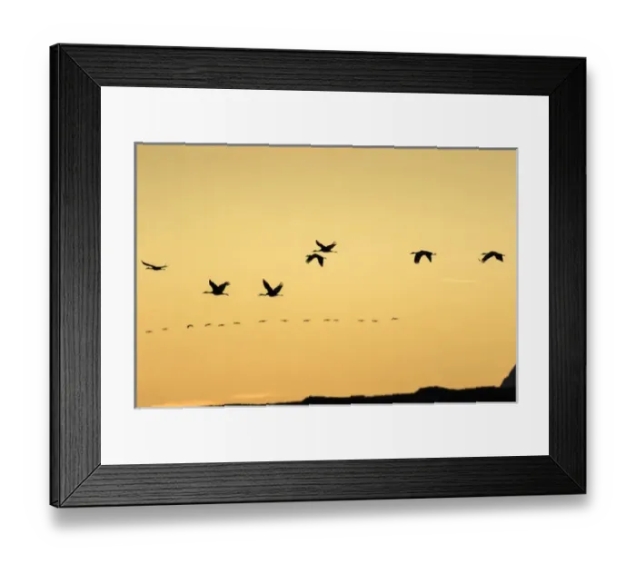 Framed Print : Sandhill Cranes in flight at sunset, Bosque del Apache NWR, NM Framed Print : Sandhill Cranes in flight at sunset, Bosque del Apache NWR, NM