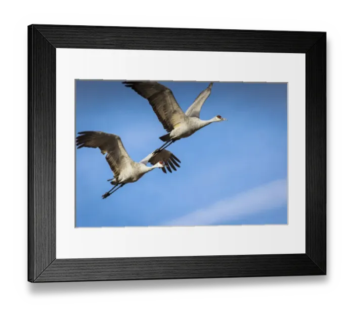 Framed Print : Sandhill Cranes in flight, Grus canadensis, Bosque del Apache NWR
