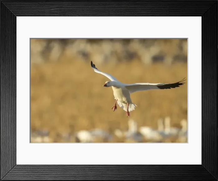Framed Print : Snow goose landing in corn fields, Chen caerulecens, Bosque del Apache NWR, New Mexico Framed Print : Snow goose landing in corn fields, Chen caerulecens, Bosque del Apache NWR, New Mexico