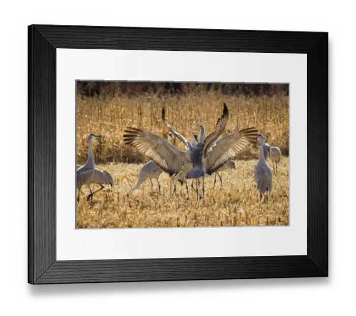 Framed Print : Sandhill Cranes in the corn fields, Grus canadensis, Bosque del Apache NWR Framed Print : Sandhill Cranes in the corn fields, Grus canadensis, Bosque del Apache NWR