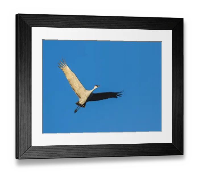 Framed Print : Sandhill Cranes in flight, Grus canadensis, Bosque del Apache NWR, NM Framed Print : Sandhill Cranes in flight, Grus canadensis, Bosque del Apache NWR, NM