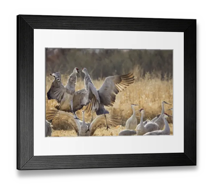 Framed Print : Sandhill Cranes in the corn fields, Grus canadensis, Bosque del Apache NWR Framed Print : Sandhill Cranes in the corn fields, Grus canadensis, Bosque del Apache NWR