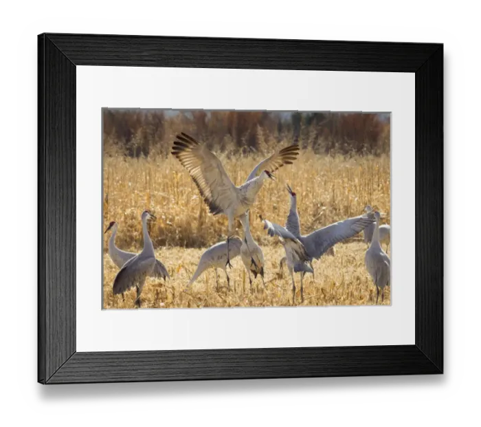 Framed Print : Sandhill Cranes in the corn fields, Grus canadensis, Bosque del Apache NWR Framed Print : Sandhill Cranes in the corn fields, Grus canadensis, Bosque del Apache NWR