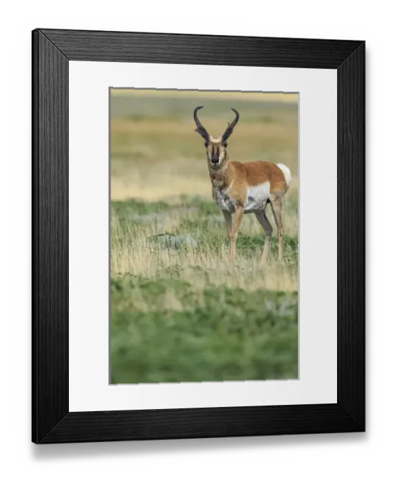 Framed Print : Prong buck, Pronghorn antelope, Antilocapra americana, grasslands, New Mexico, wild Framed Print : Prong buck, Pronghorn antelope, Antilocapra americana, grasslands, New Mexico, wild