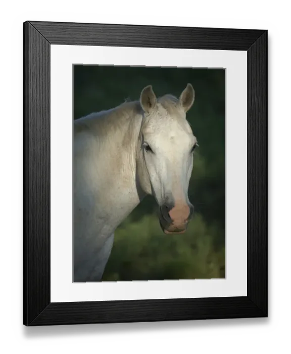 Framed Print : Quarter horse, Philmont Scout Ranch, Cimarron, NM Framed Print : Quarter horse, Philmont Scout Ranch, Cimarron, NM