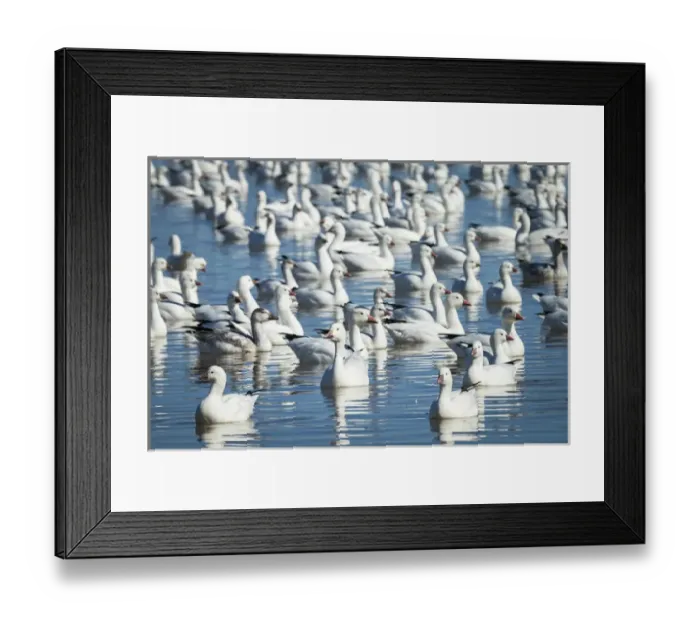 Framed Print : Rosss & Snow geese in freshwater pond, Bosque del Apache NWR, New Mexico Framed Print : Rosss & Snow geese in freshwater pond, Bosque del Apache NWR, New Mexico