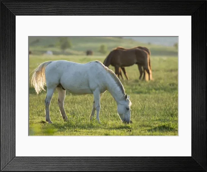 Framed Print : Horses grazing before sunset, Philmont Scout Ranch, Cimarron, NM