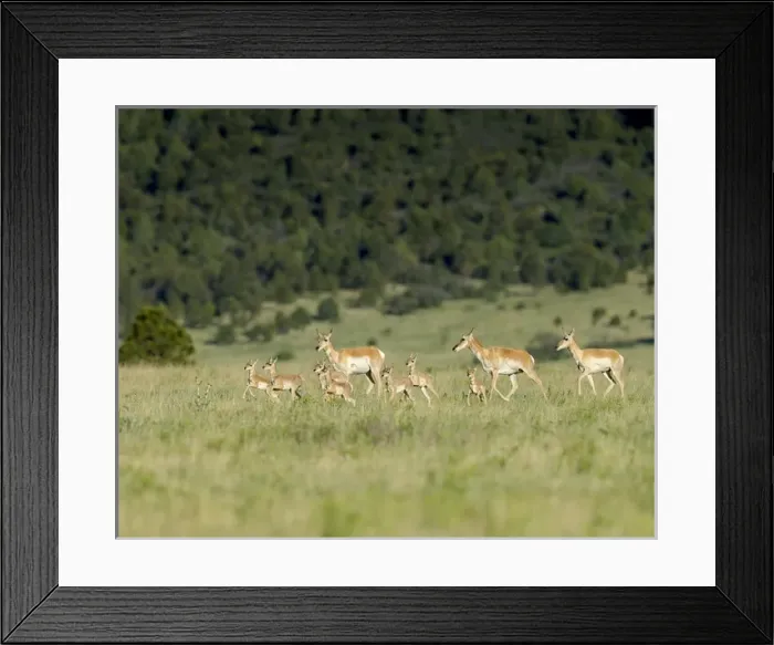 Framed Print : A band Pronghorn antelope does with newborn fawns, Antilocapra americana, grasslands Framed Print : A band Pronghorn antelope does with newborn fawns, Antilocapra americana, grasslands