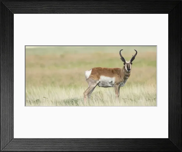 Framed Print : Prong buck, Pronghorn antelope, Antilocapra americana, grasslands, New Mexico, wild Framed Print : Prong buck, Pronghorn antelope, Antilocapra americana, grasslands, New Mexico, wild
