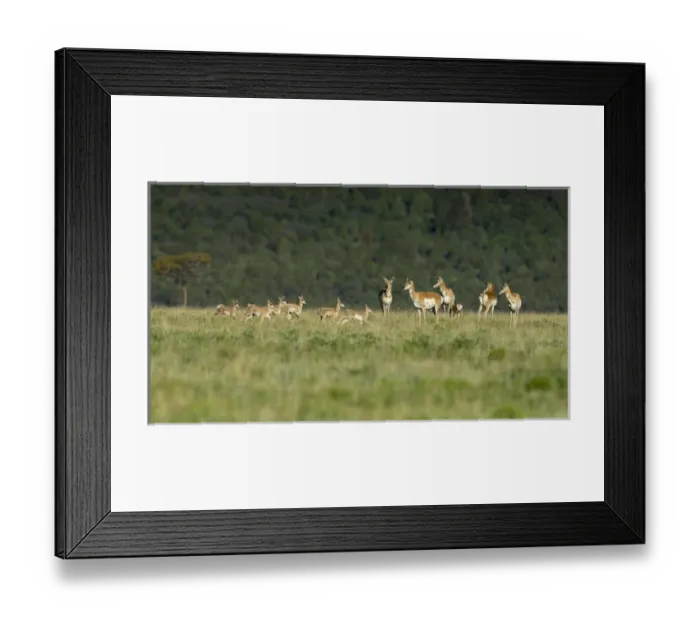 Framed Print : A band of Pronghorn antelope does with newborn fawns, Antilocapra americana, grasslands Framed Print : A band of Pronghorn antelope does with newborn fawns, Antilocapra americana, grasslands