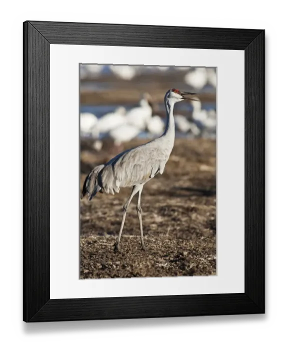 Framed Print : Bosque del Apache National Wildlife Refuge, New Mexico, a Sandhill Crane (Grus canadensis) Framed Print : Bosque del Apache National Wildlife Refuge, New Mexico, a Sandhill Crane (Grus canadensis)