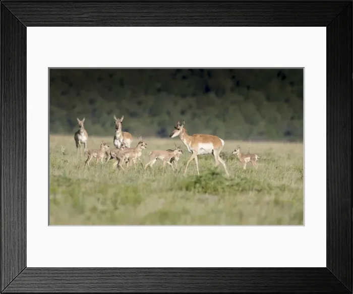 Framed Print : A band Pronghorn antelope does with newborn fawns, Antilocapra americana, grasslands Framed Print : A band Pronghorn antelope does with newborn fawns, Antilocapra americana, grasslands